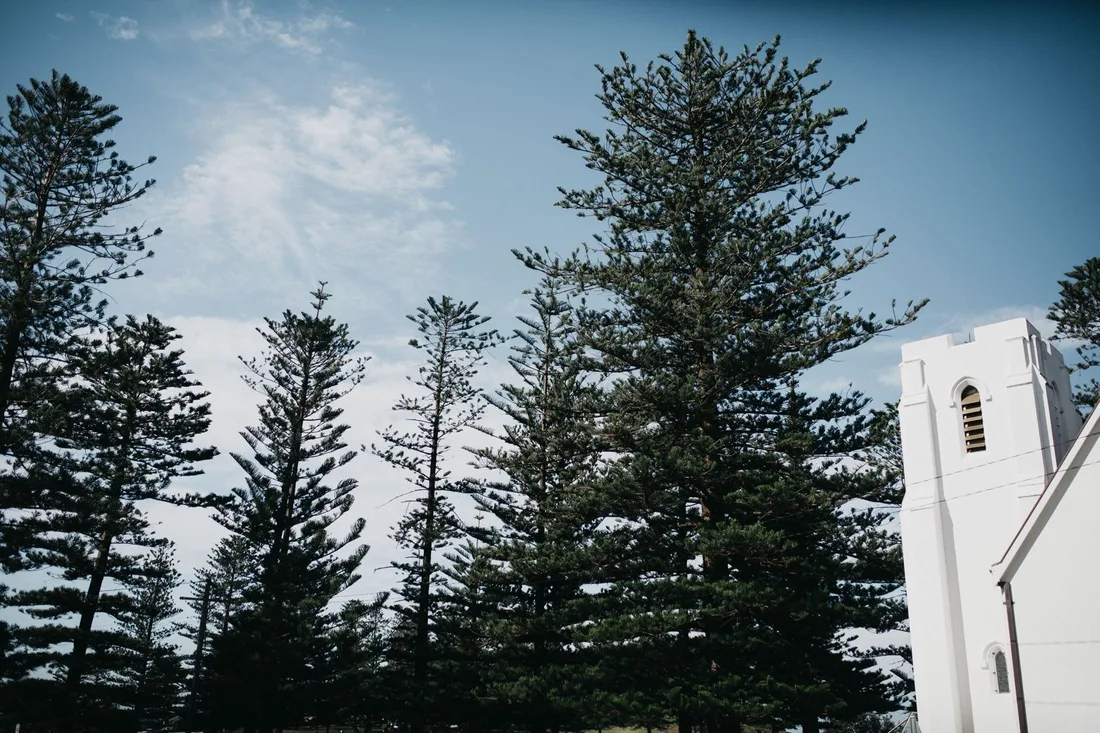 Norfolk pines above a white timber chapel