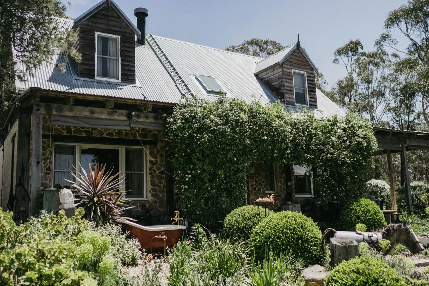 An old weatherboard cottage covered in climbing roses
