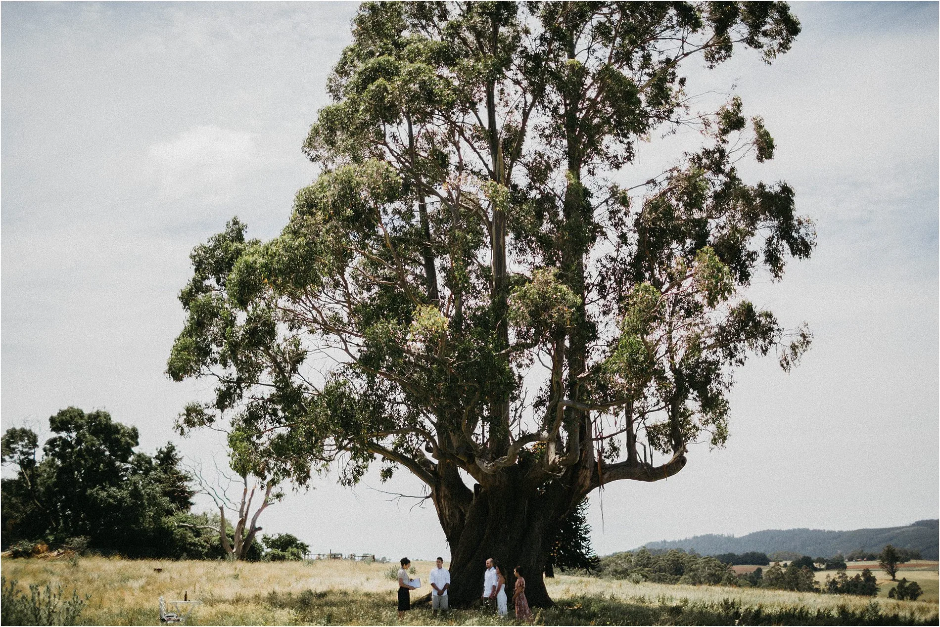 A lone gum in open country at golden hour